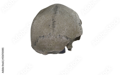 caveman skull with few tients on white background