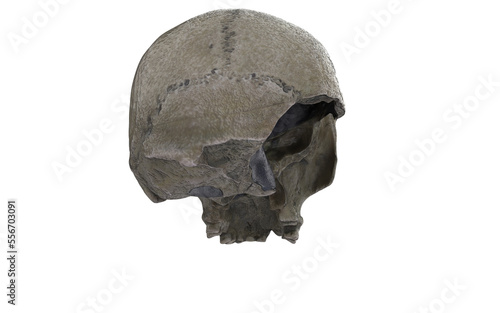 caveman skull with few tients on white background
