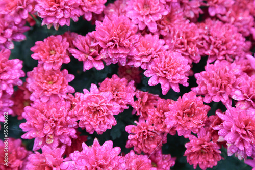 chrysanthèmes