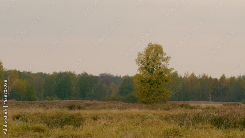 Big tree in the middle of the field, autumn Europe Big tree in the middle of the field, autumn Europe