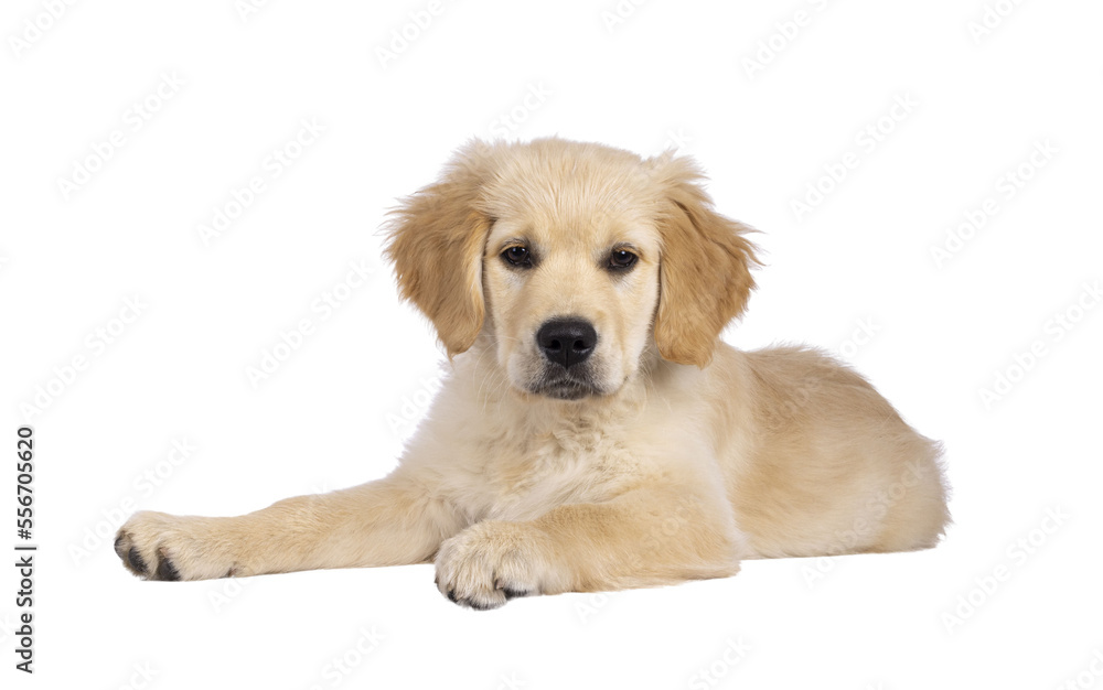Adorable 3 months old Golden retriever pup, laying down facing front. Looking towards camera with dark brown eyes. Isolated on a transparent background.