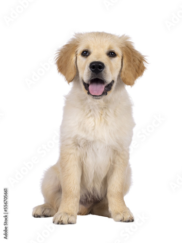 Adorable 3 months old Golden retriever pup, sitting up facing front. Loking towards camera with dark brown eyes. Isolated on a transparent background. Mouth open, tongue out.