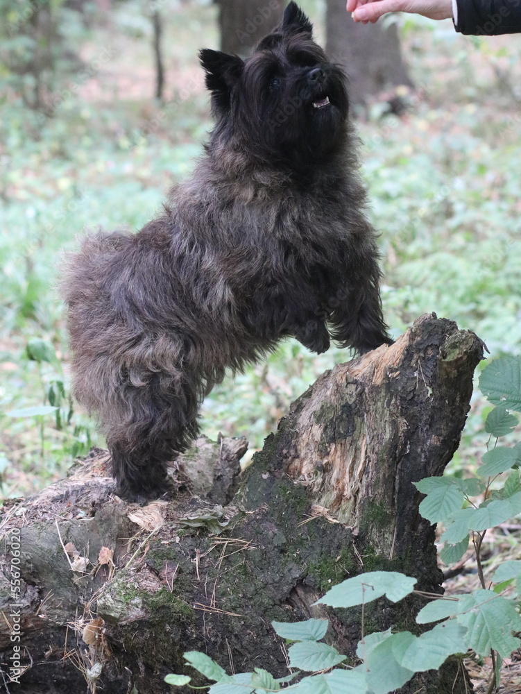 Kern terrier on a log in the forest Kern terrier on a log in the forest