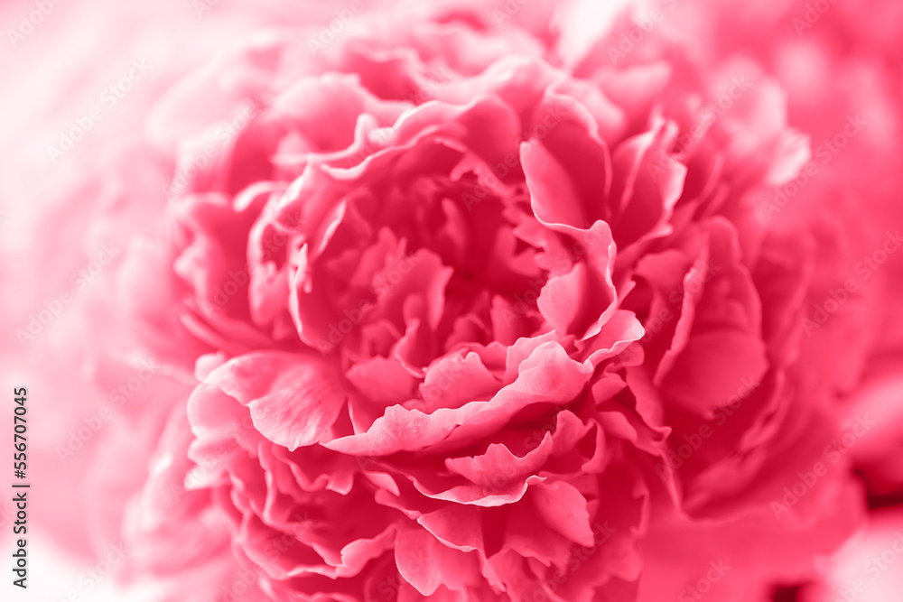 Pink peony flower, closeup, macro. Natural background, soft focus. Demonstrating of viva magenta - color of the year 2023