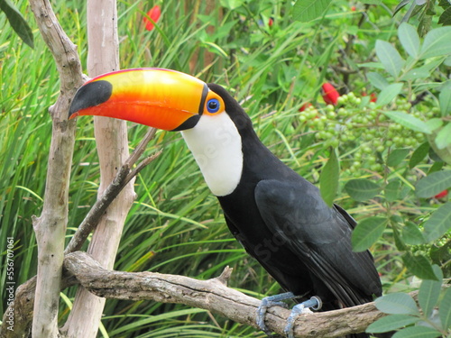 toucan on a branch