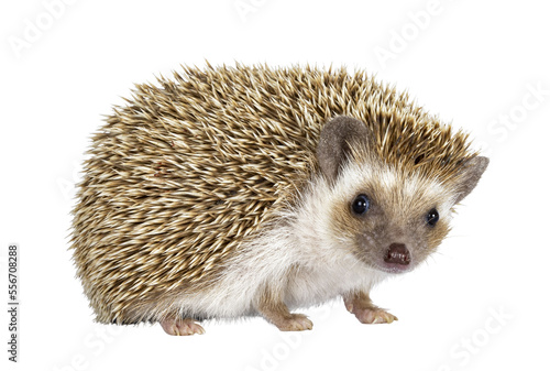 Cute young oak brown African pygmy hedgehog, standig side ways. Looking straight towards camera. Isolated cutout on transparent background.