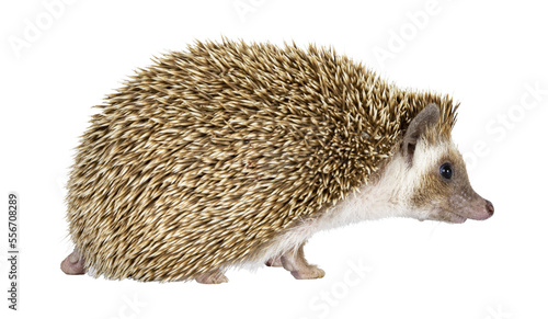 Cute young oak brown African pygmy hedgehog  walking side ways. Looking straight ahead away from camera. Isolated cutout on transparent background.