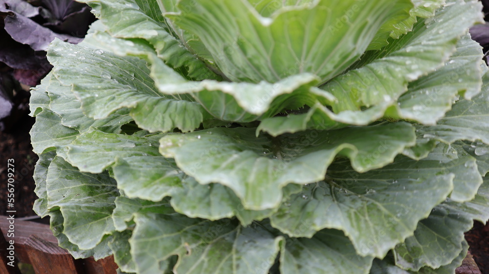 Green cabbage vegetable at the garden. Ornamental cabbage. Green cabbage vegetable at the garden. Ornamental cabbage.