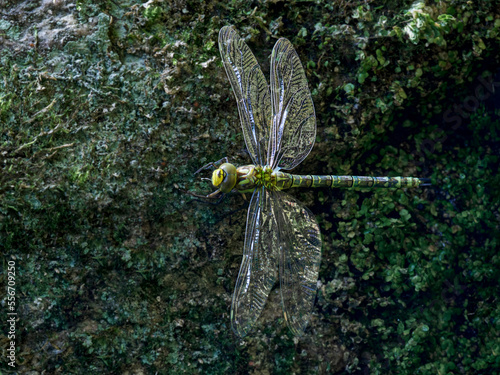 Libelle_01