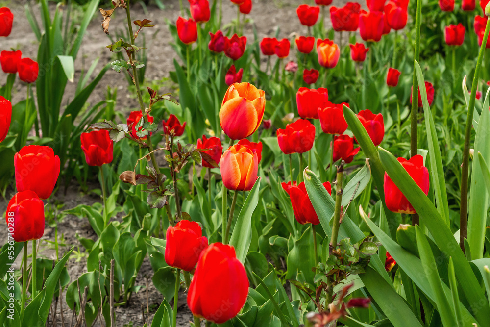 Fototapeta premium Blooming red tulips in the garden. Spring seasonal of growing plants. Gardening concept background