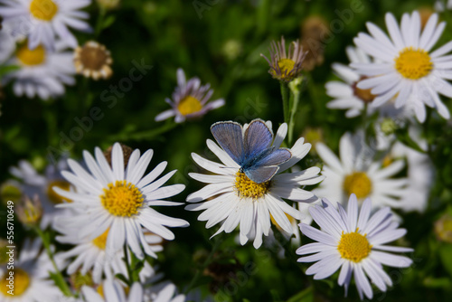 Common Blue (Polyommatus icarus) butterfly sitting on a white daisy in Zurich, Switzerland