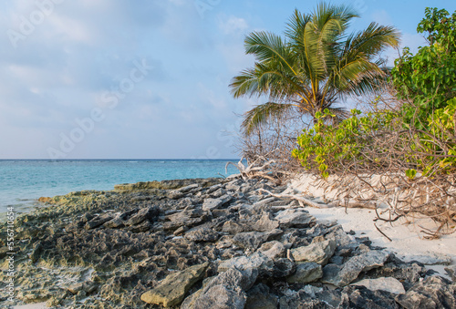 Remote tropical island shoreline with cocnut palm tree