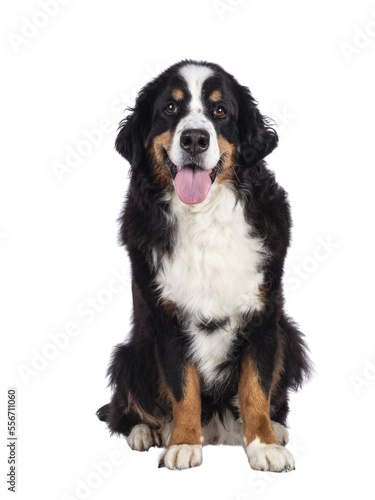 Pretty adult Berner Sennen dog, sitting up, facing camera. Looking towards lense. Isolated cutout on a transparent background. photo