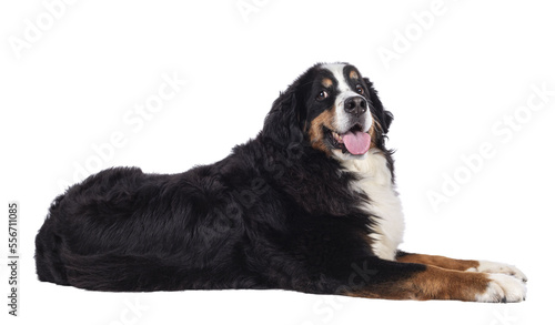 Pretty adult Berner Sennen dog, laying down side ways. Looking towards camera. Isolated cutout on a transparent background. photo