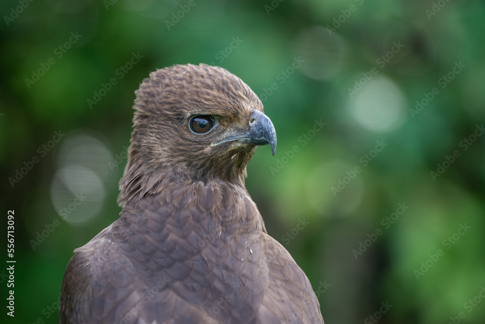 Close up of a black eagle Ictinaetus malaiensis native to southeast Asia with bokeh background Close up of a black eagle Ictinaetus malaiensis native to southeast Asia with bokeh background