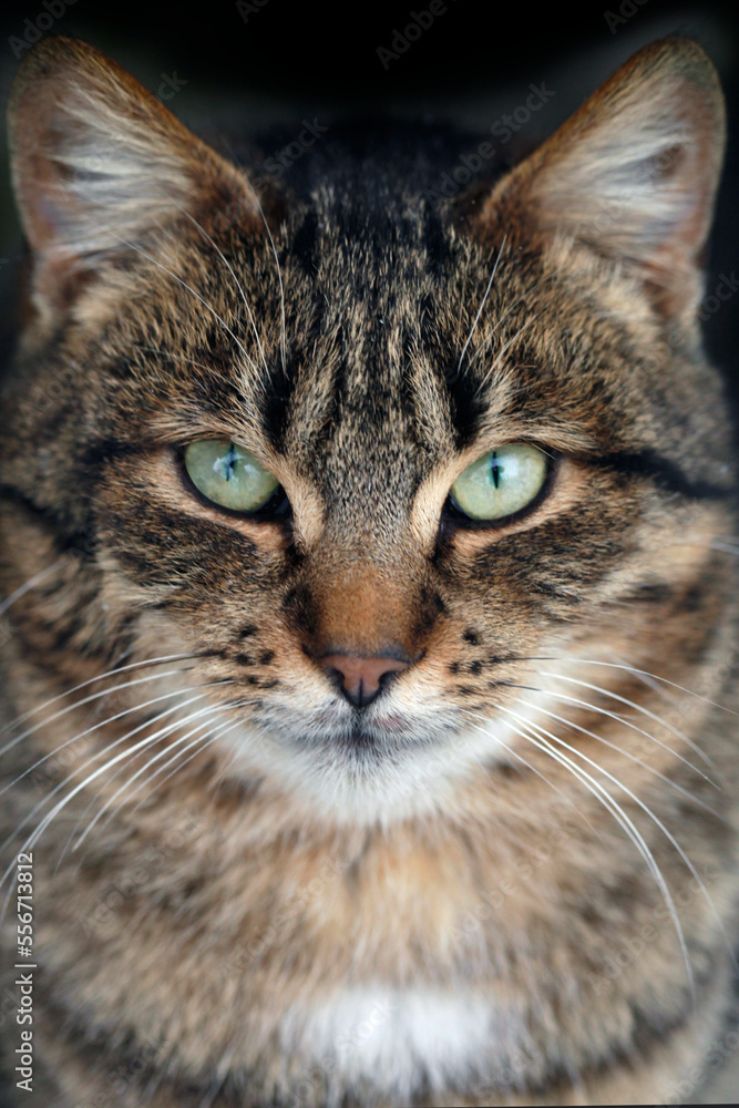 Portrait of cute grey street cat