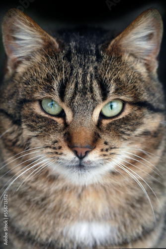 Portrait of cute grey street cat