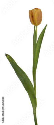 Side view of single peach tulip, isolated cutout on transparent background.