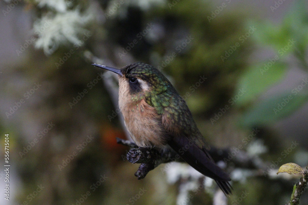 Fototapeta premium Adelomyia melanogenys. Un hermoso colibrí de Manizales, Caldas, Colombia