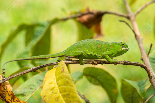 Lesser Chameleon - Furcifer minor, beautiful colored chameleon endemic in forests of Madagascar. 