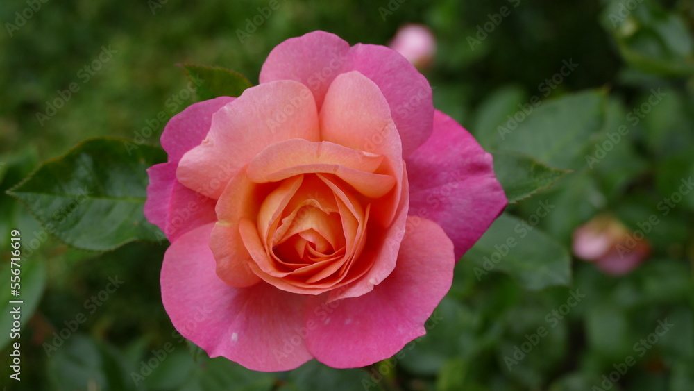 Floribunda Floribunda