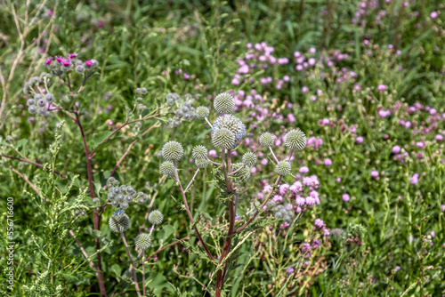 Eryngium campestre flowers in a summer meadow