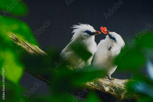 Two Bali mynah small birds, with a red heart in the beak photo