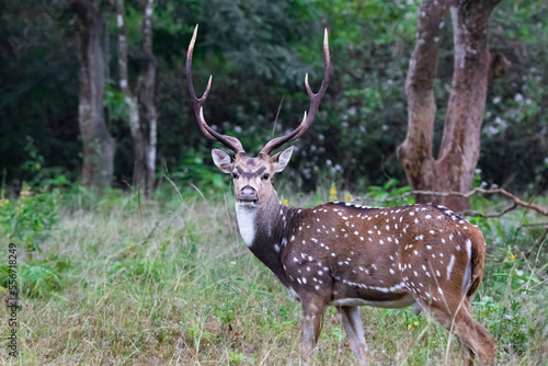 spotted deer or chital or axis deer standing in a forest © fromsham55