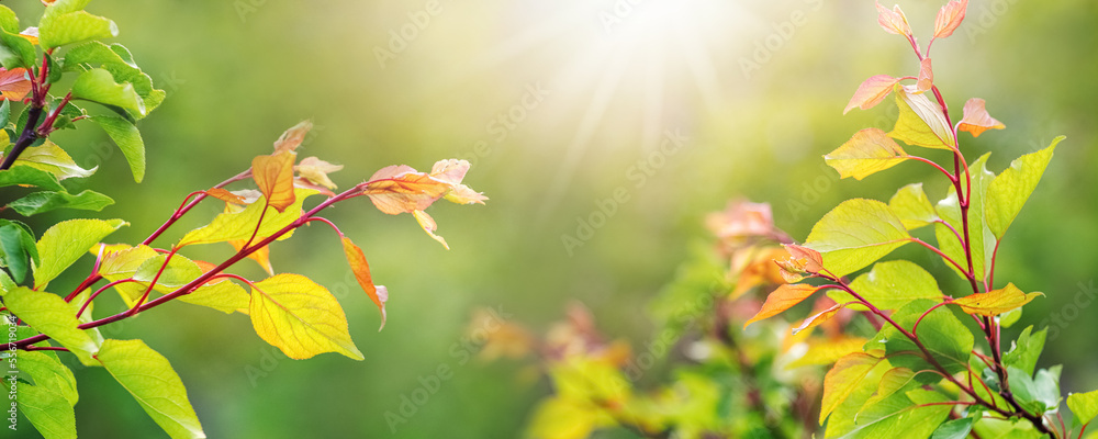 Apricot branch with green leaves on tree in garden in sunny weather Apricot branch with green leaves on tree in garden in sunny weather