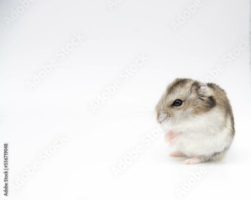 Hamster sirio sobre fondo blanco. Copy space. 