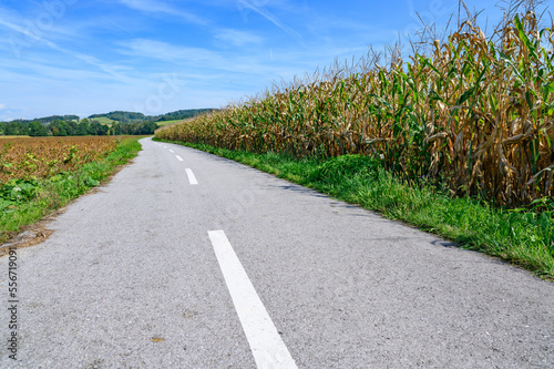 bicycle road nearby a corn field in austria