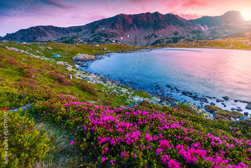 Pink rhododendron flowers and Bucura lake at sunset, Retezat mountains