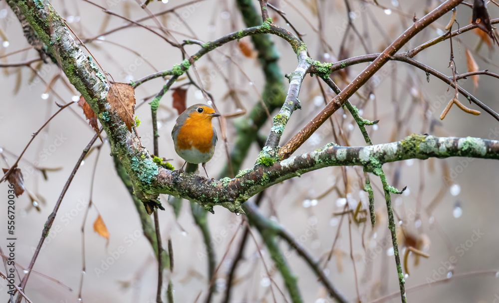 robin on branch surrounded by droplets robin on branch surrounded by droplets
