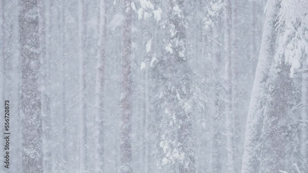Beautiful Winter Snowy Coniferous Forest During Snowy Snowstorm Day. Snow Is Coming Up. Stranger Things. Closeup Snowfall View. Beautiful Winter Snowy Coniferous Forest During Snowy Snowstorm Day. Snow Is Coming Up. Stranger Things. Closeup Snowfall View.