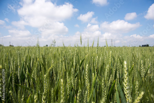 A picture of a wheat filed