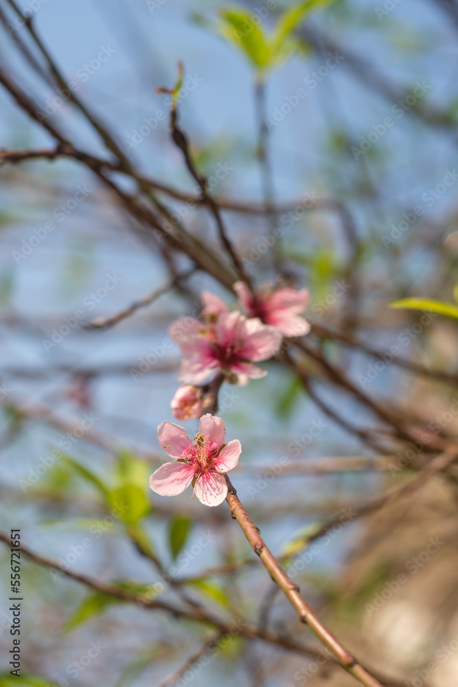 Peach blossom blooms on Vietnamese Lunar New Year Peach blossom blooms on Vietnamese Lunar New Year