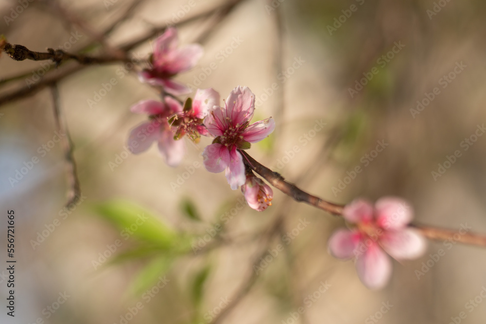 Obraz premium Peach blossom blooms on Vietnamese Lunar New Year