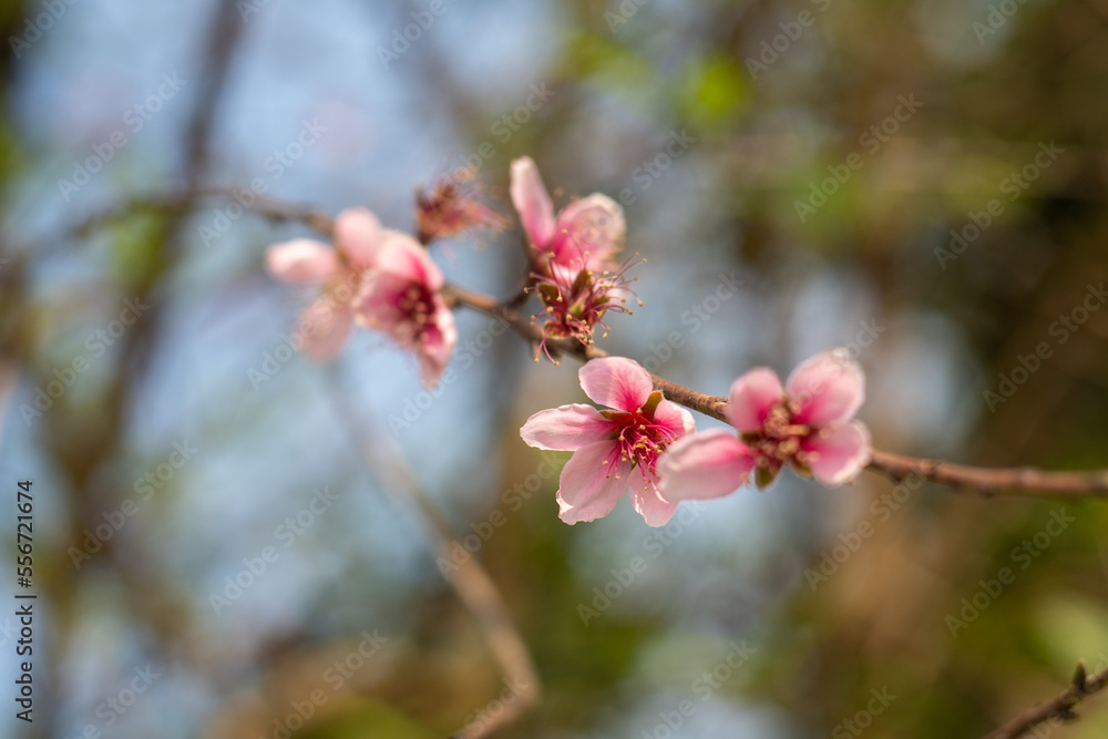 Peach blossom blooms on Vietnamese Lunar New Year Peach blossom blooms on Vietnamese Lunar New Year