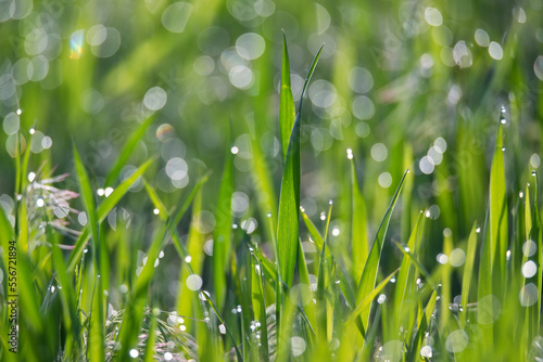 Green grass and drops of morning dew photo