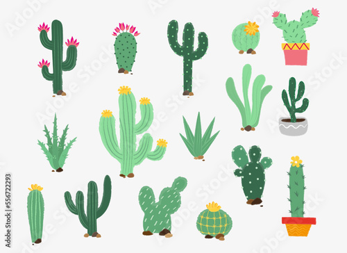 Vector cactus , Vector illustration of cactus with texture, decorations