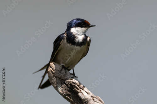 Hirundo albigularis - White-throated swallow - Hirondelle à gorge blanche photo