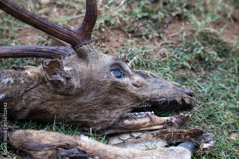 spotted deer or chital or axis deer killed by predators - Dead deer