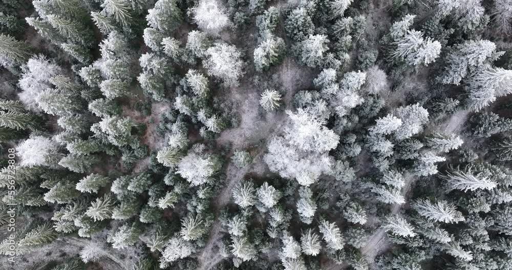 Aerial view of north snowy forest winter landscape, snowfall and first fresh snow covered forest, top down view. Aerial view of north snowy forest winter landscape, snowfall and first fresh snow covered forest, top down view.