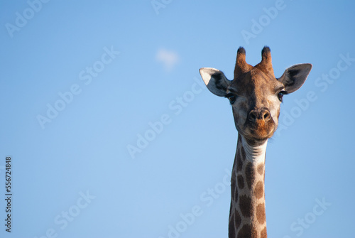 Giraffe © Chris
