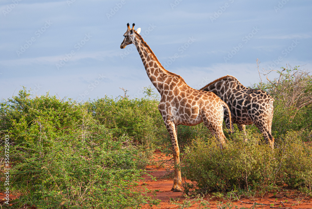 Fototapeta premium Giraffe