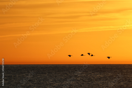 Un grupo de cormoranes sobrevuelan el mar al amanecer