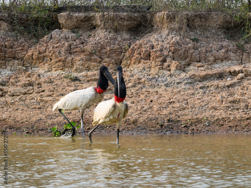 Two Jabirus foraging in the river in Pantanal, Brazil photo