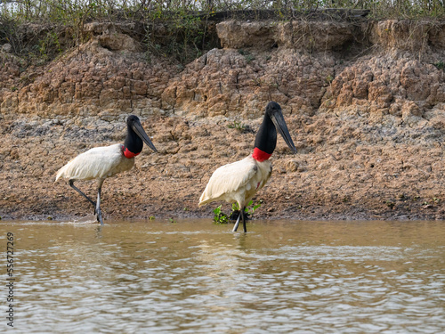 Two Jabirus foraging in the river in Pantanal, Brazil photo