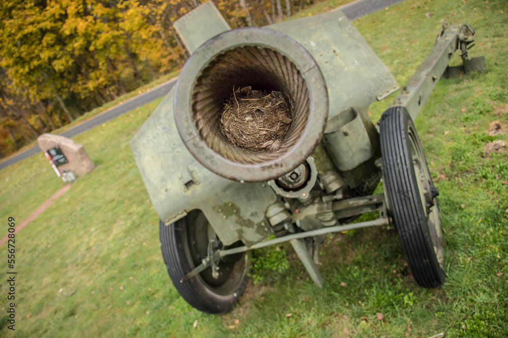 old cannon with bird nest inside old cannon with bird nest inside