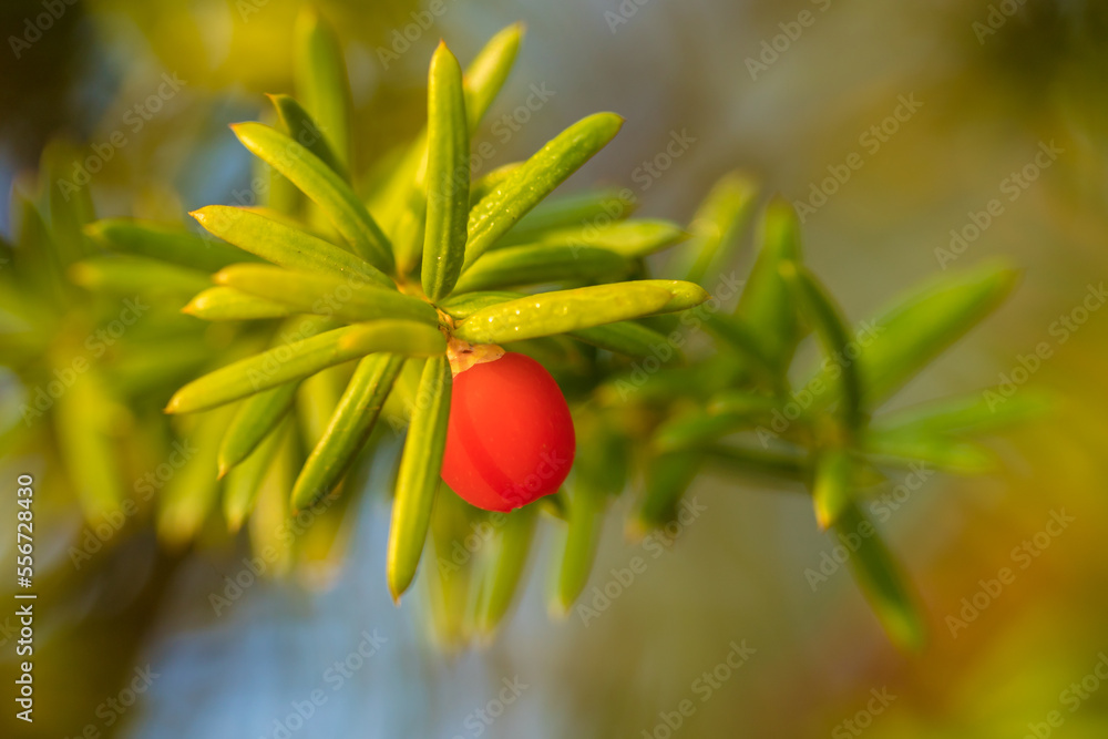 cis, taxus baccata 